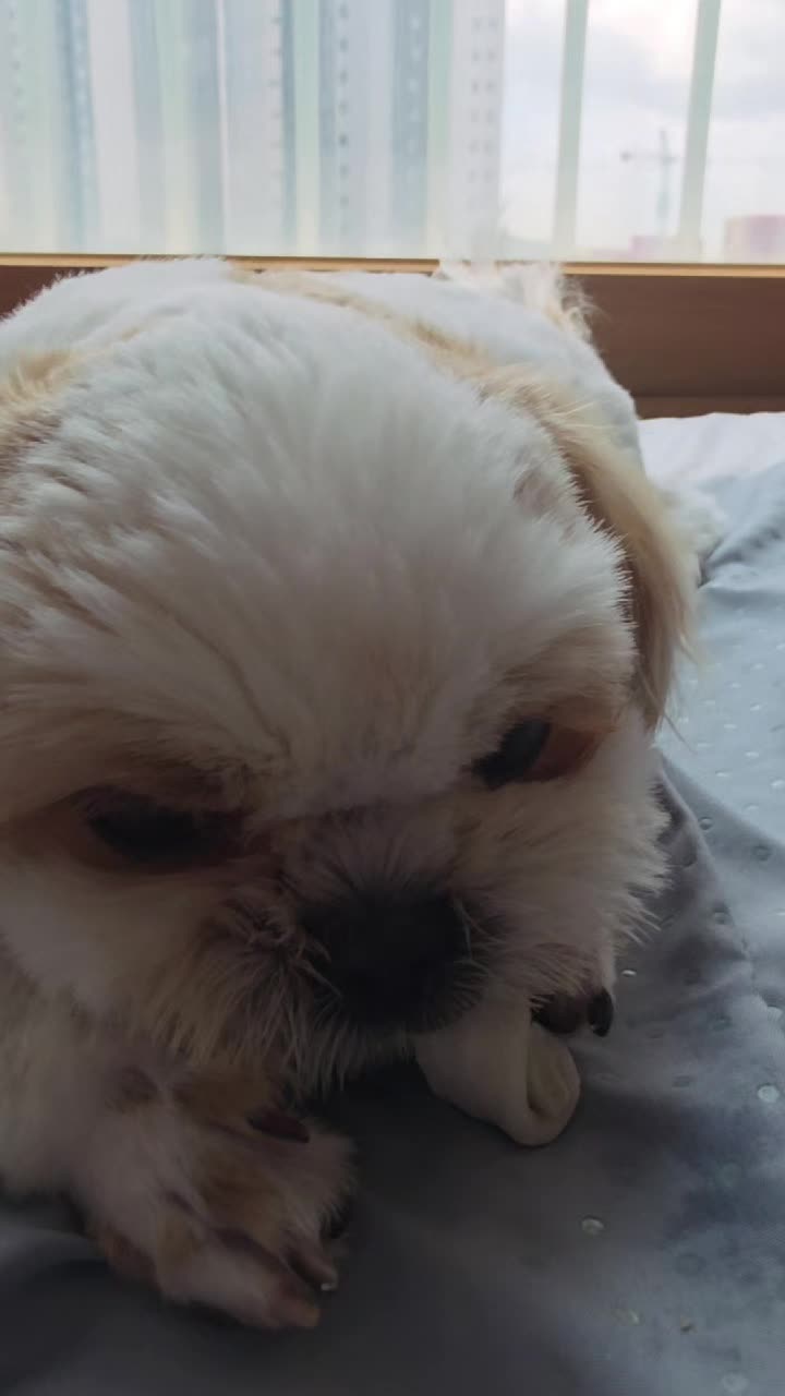 @또롱이