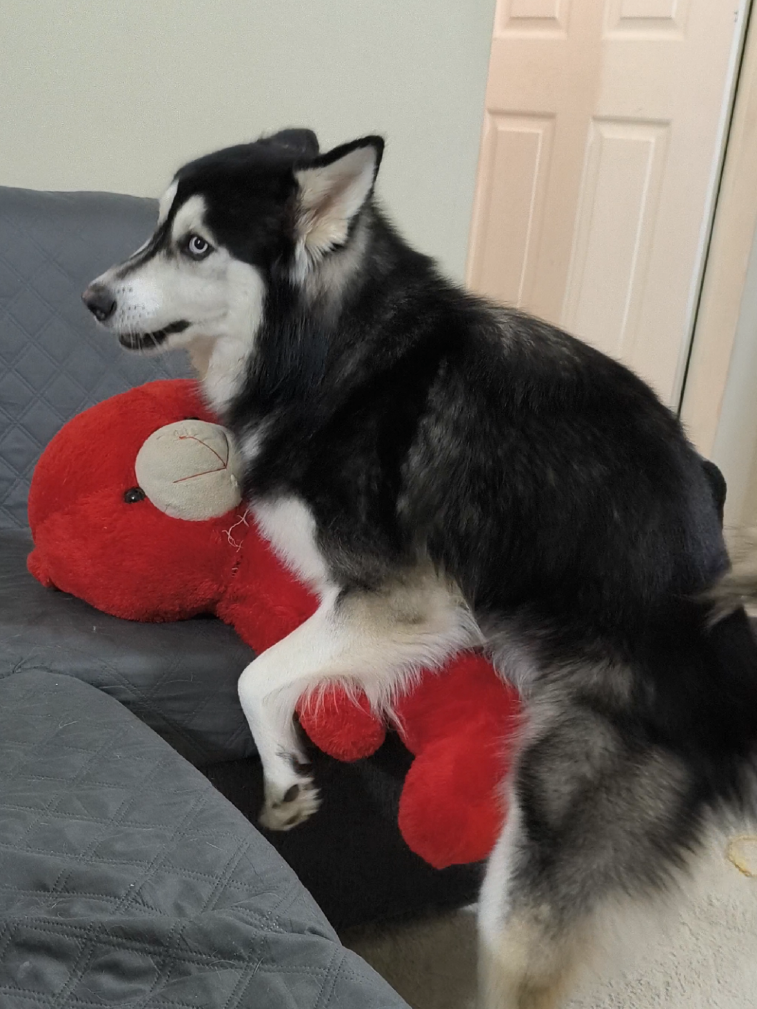 @cythehusky