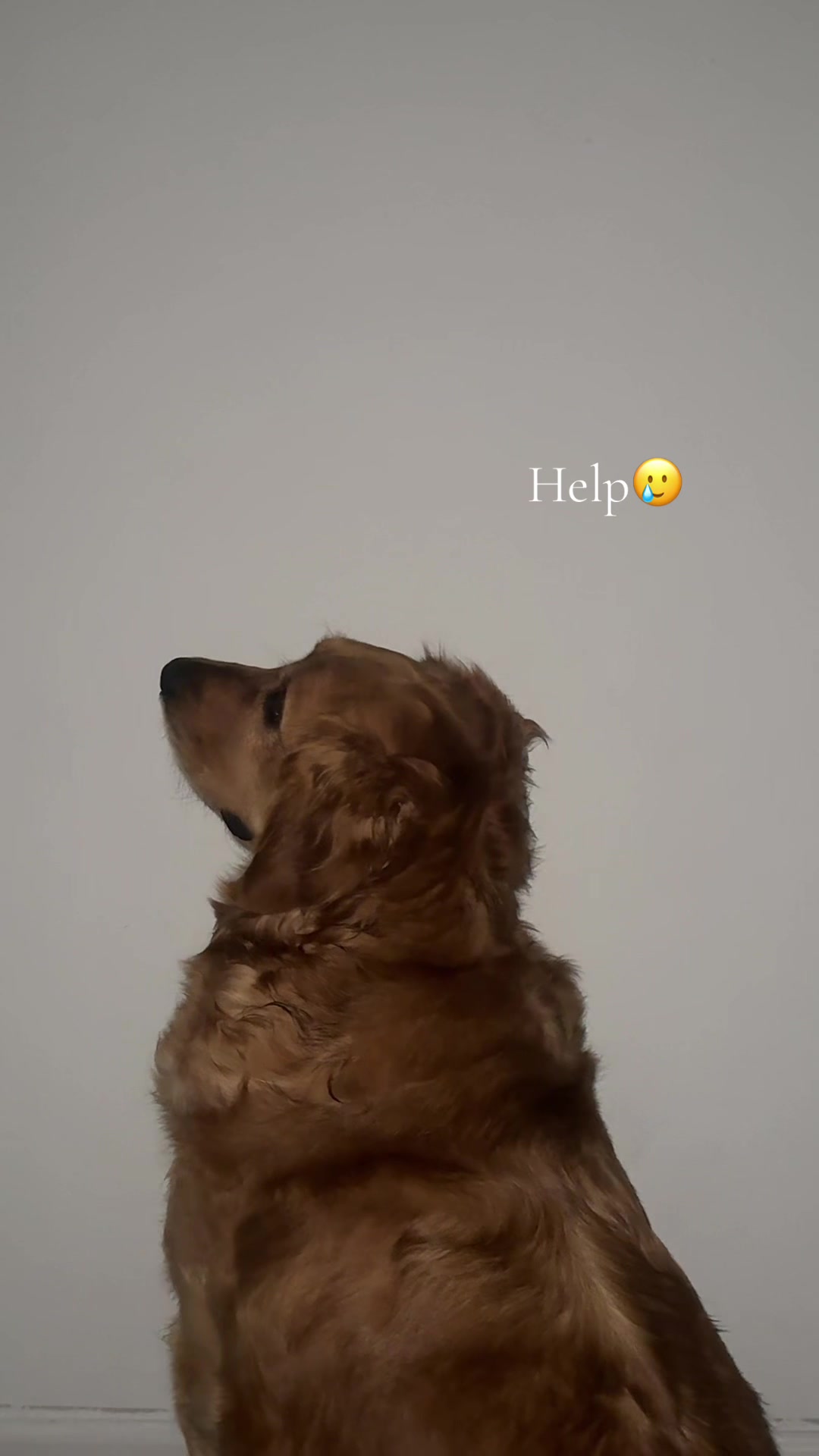@Thebestgoldenlife