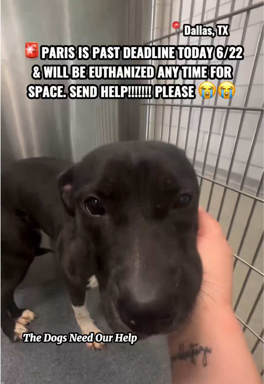 @The Dogs Need Our Help