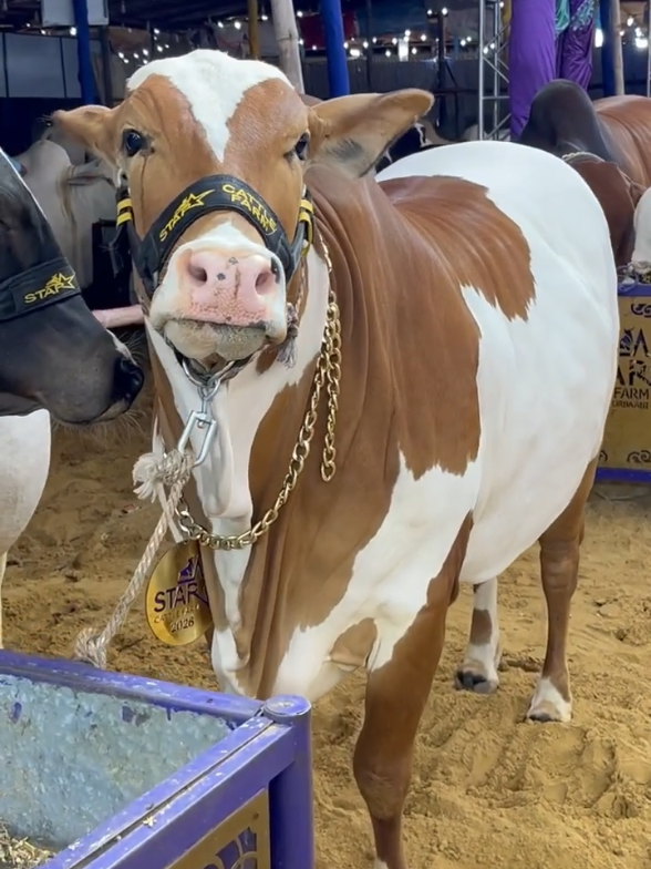 @Karachi Bull lovers