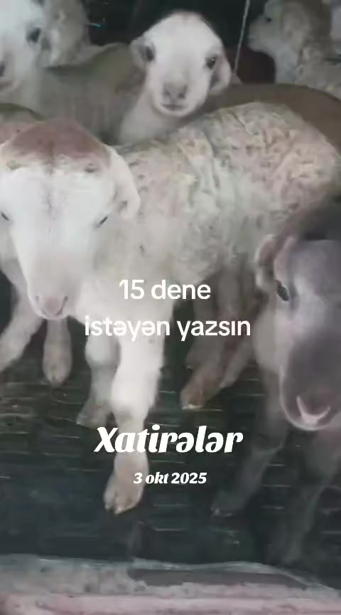 @kend_həyati_041