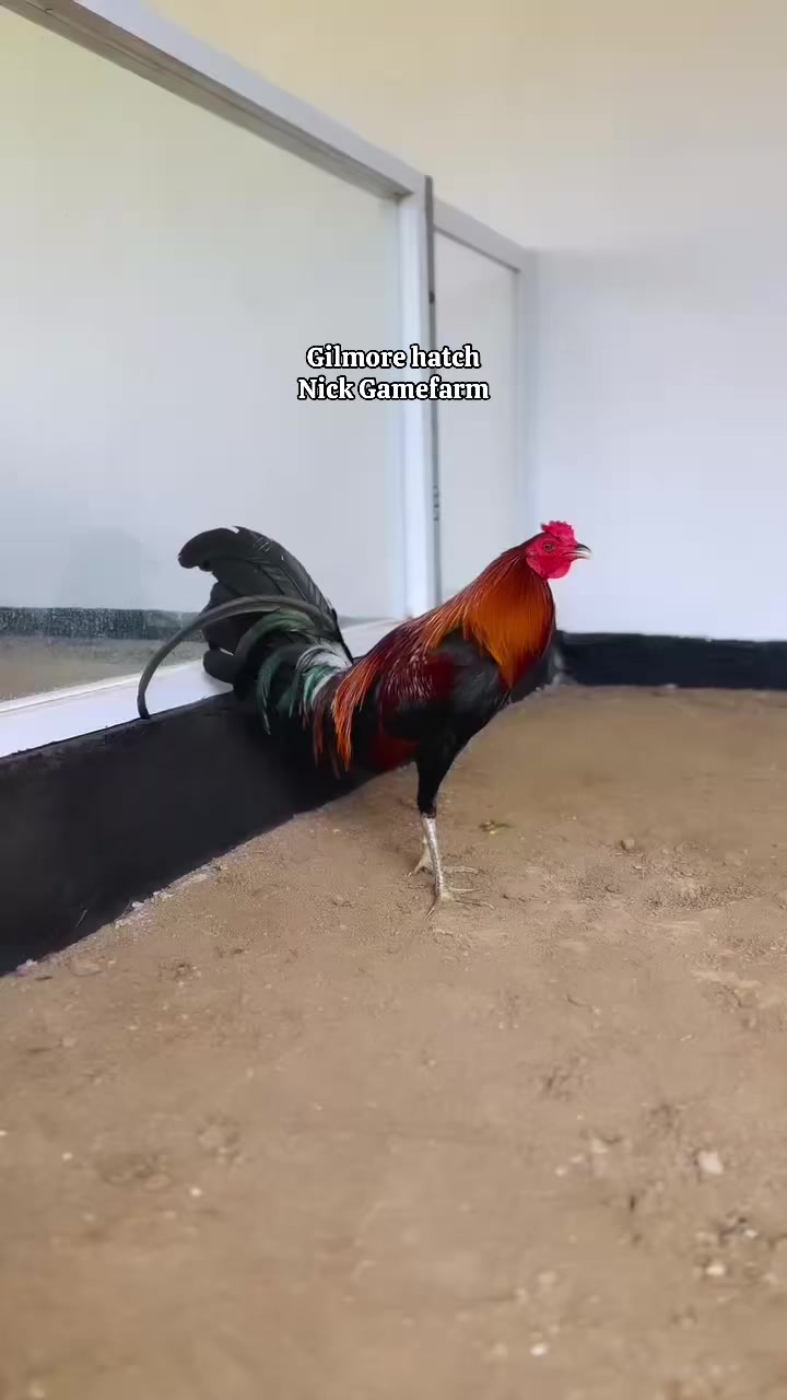@NICK GAMEFARM