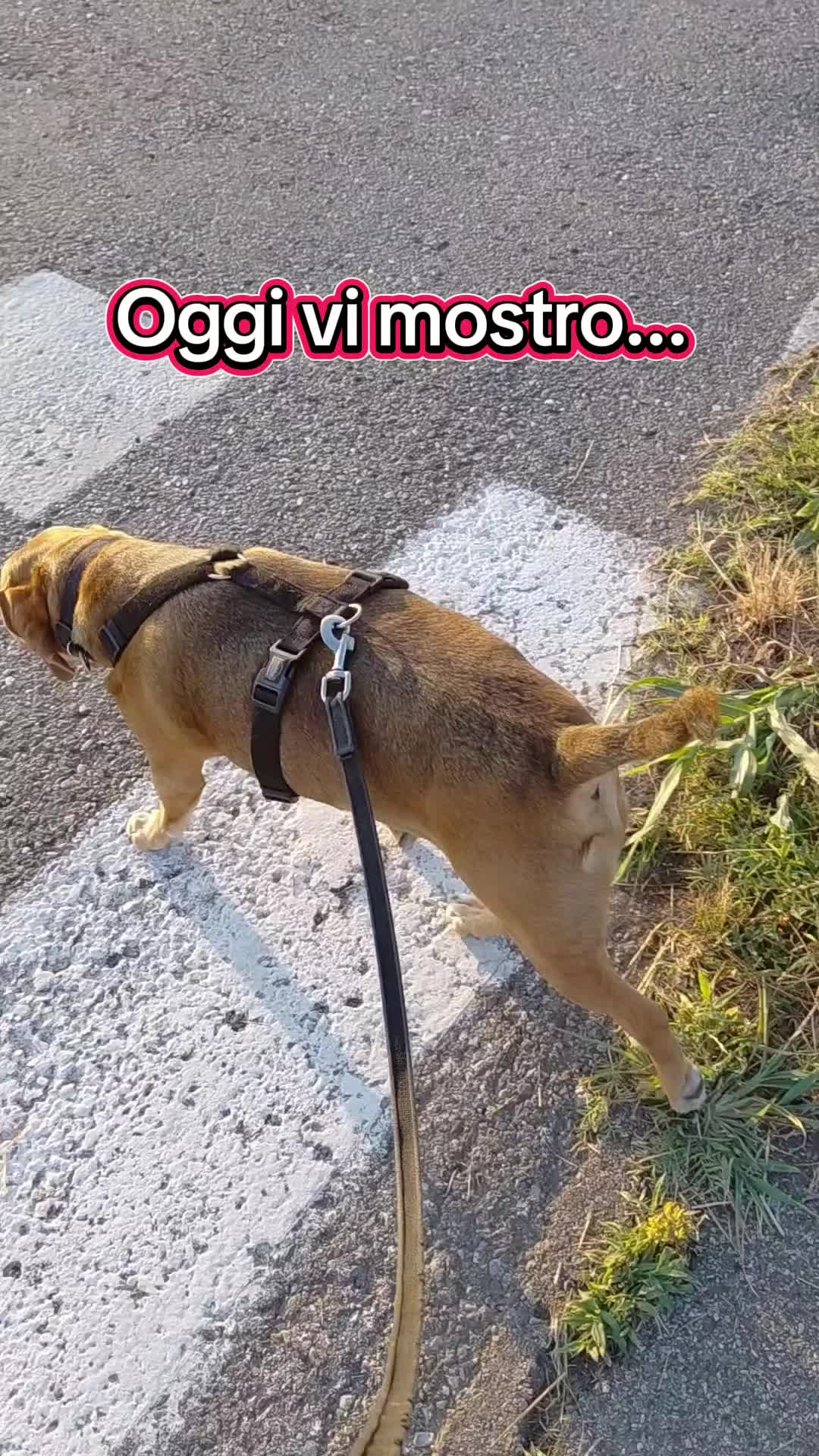 @Benjitoitaliano20