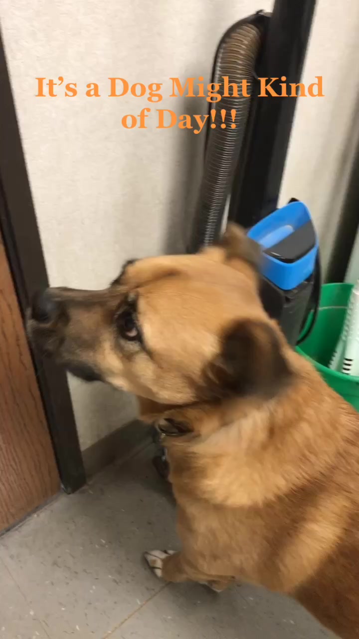 @Dog Might