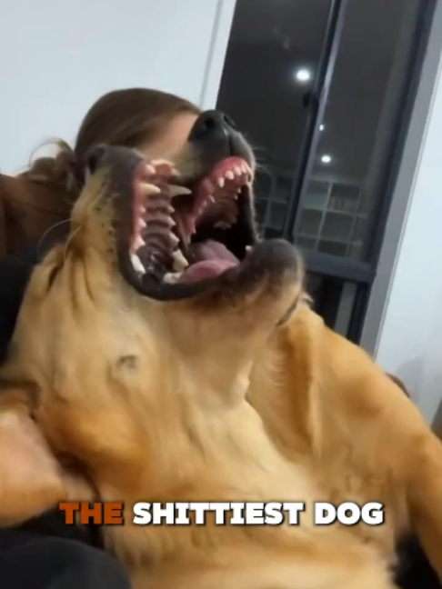 @PawblemsDaily