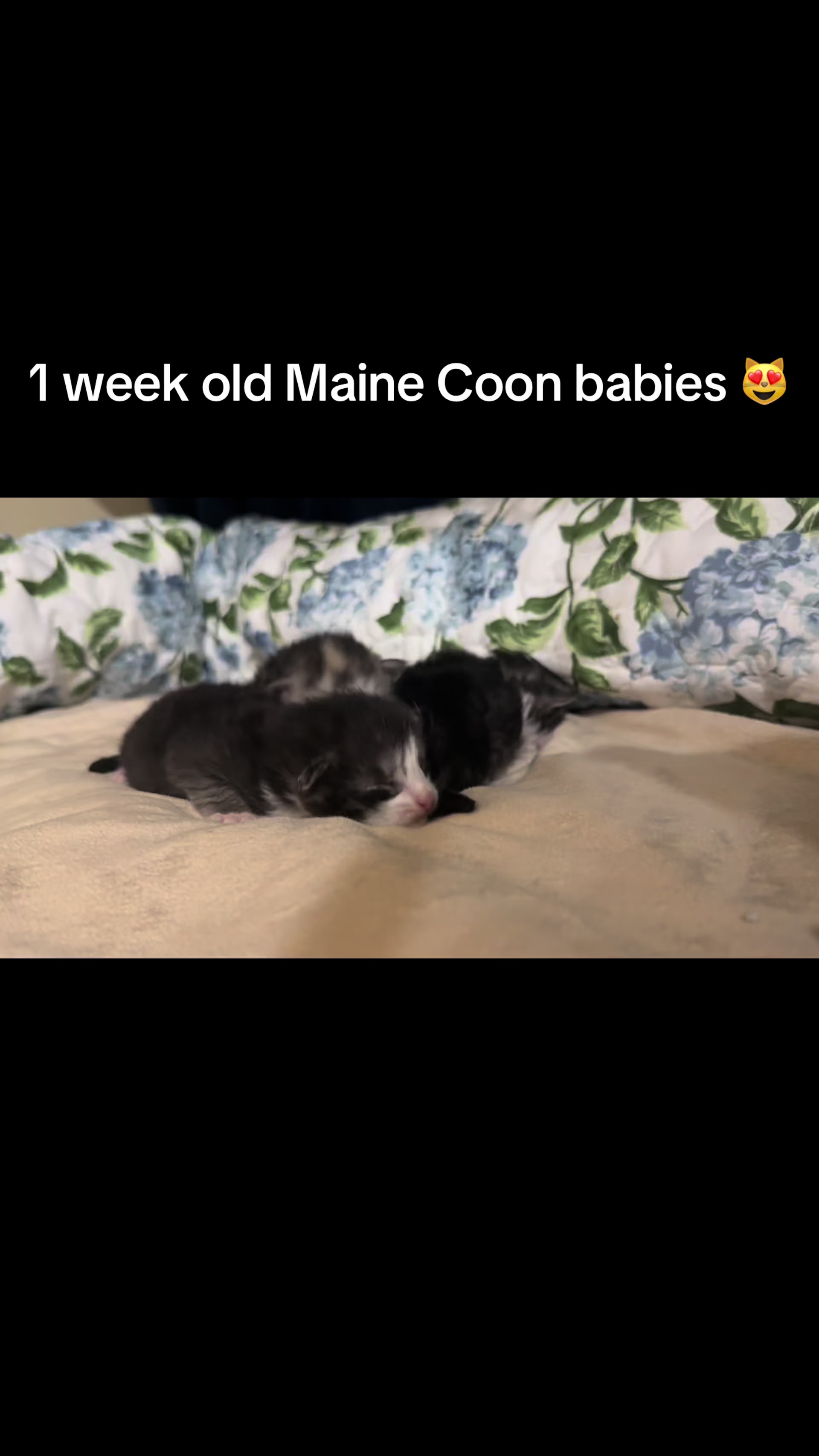 @judahsmanemainecoons