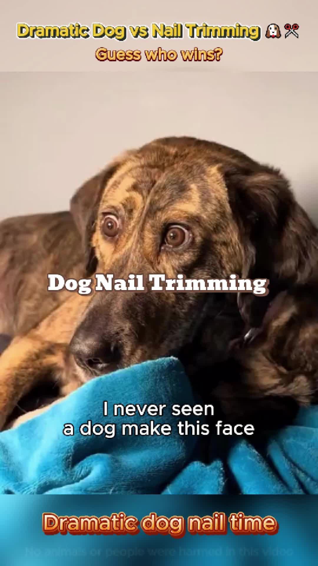 @pet.funny799