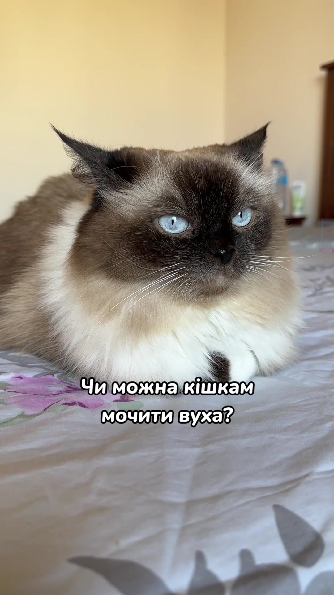@Місс КІСЯ