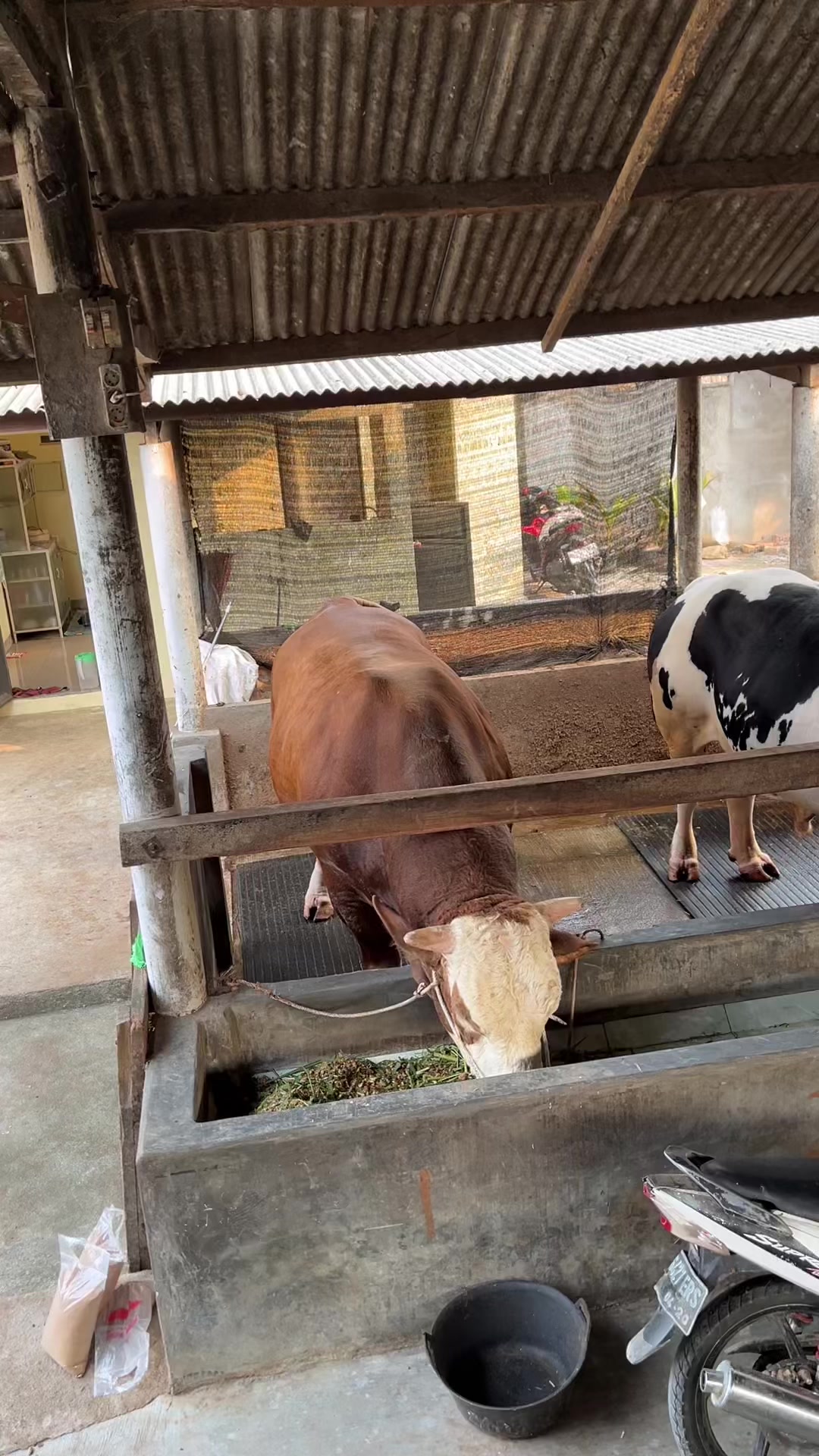 @Wisnu Farm Lampung