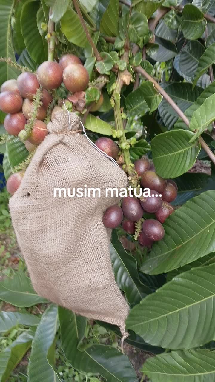 @Wan nasruy