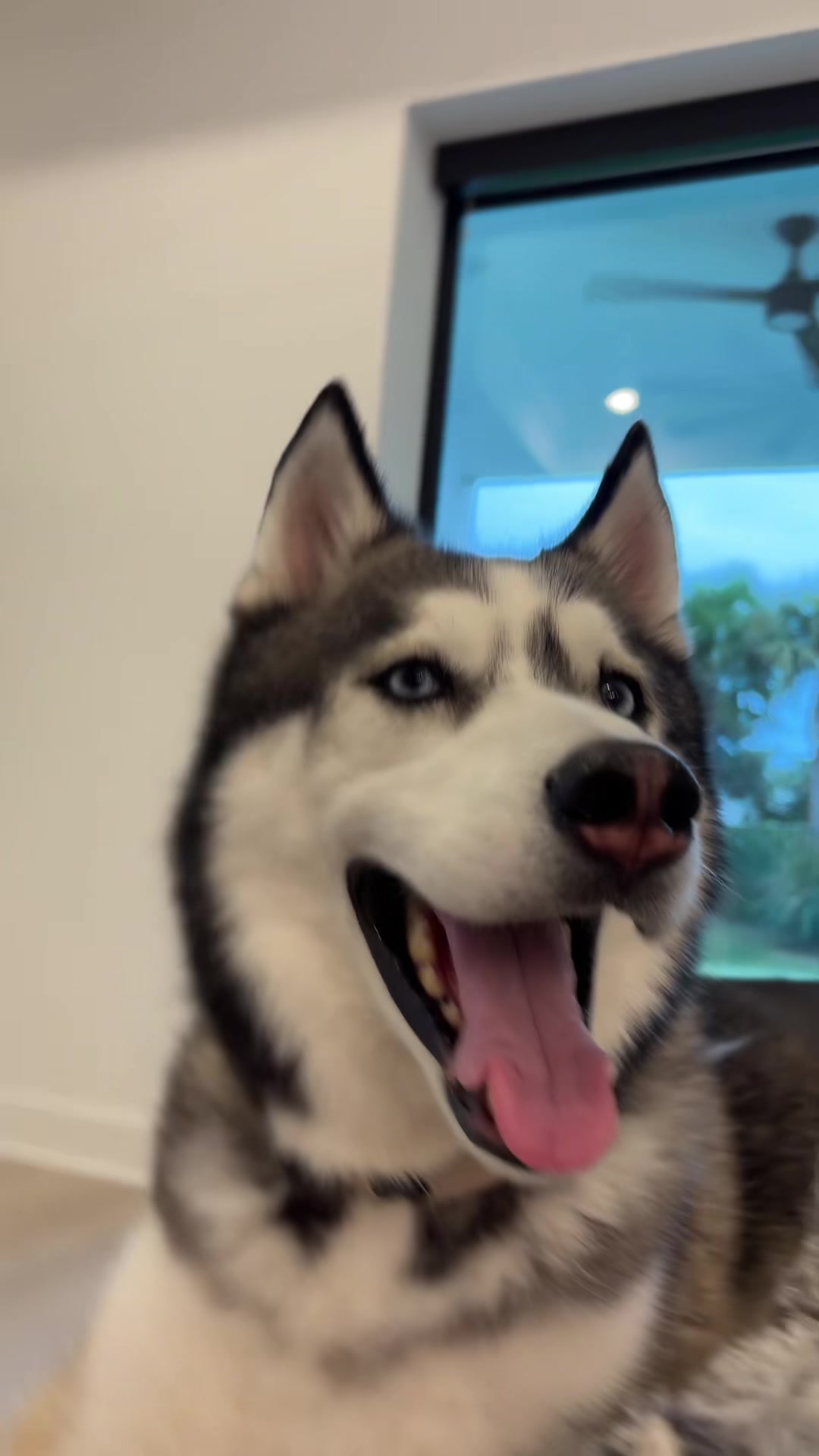 @lifewith2huskies