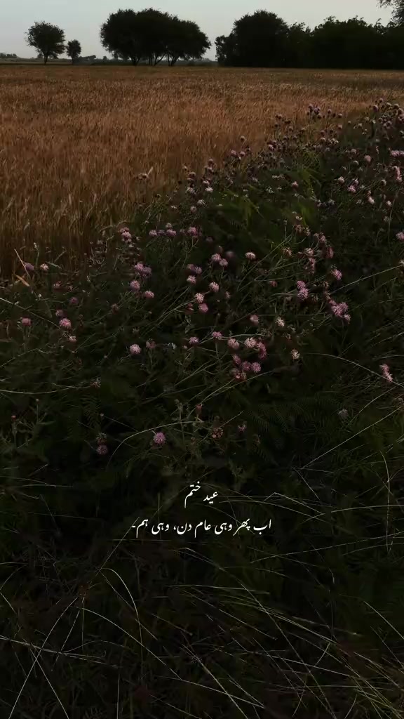 @꧁&bull;⊹٭MᴀLɪK UᴍAɪR٭⊹&bull;꧂