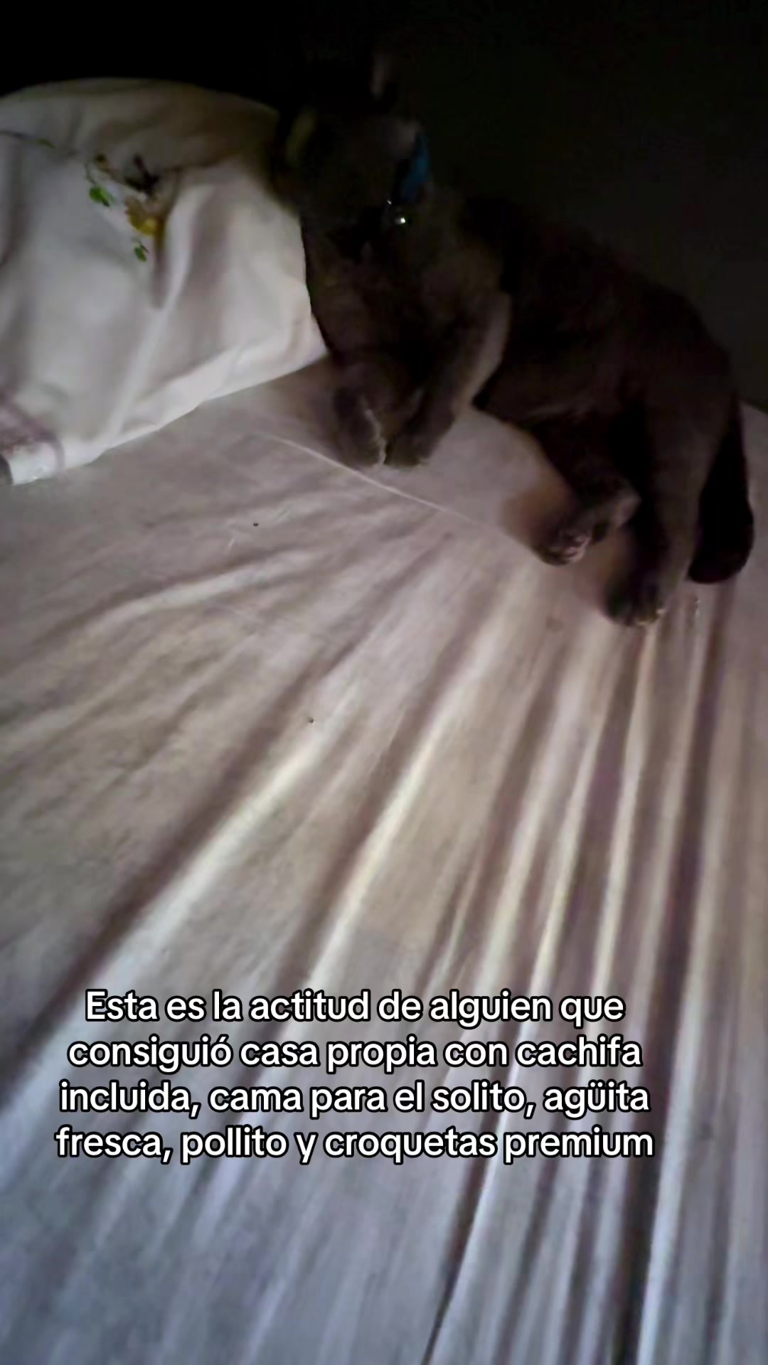 @Ari Cerdas Cordero
