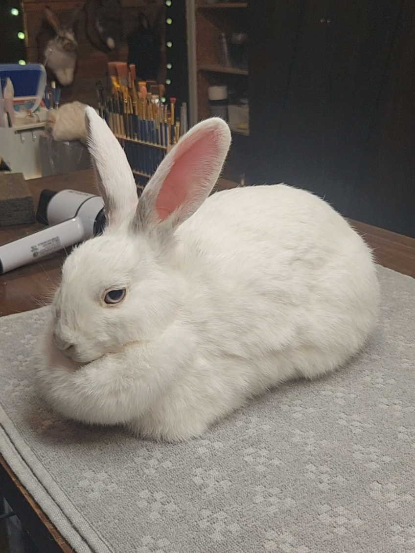 @May Jackalope Taxidermy 🇨🇦