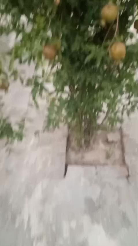 @M.Zain faisal119