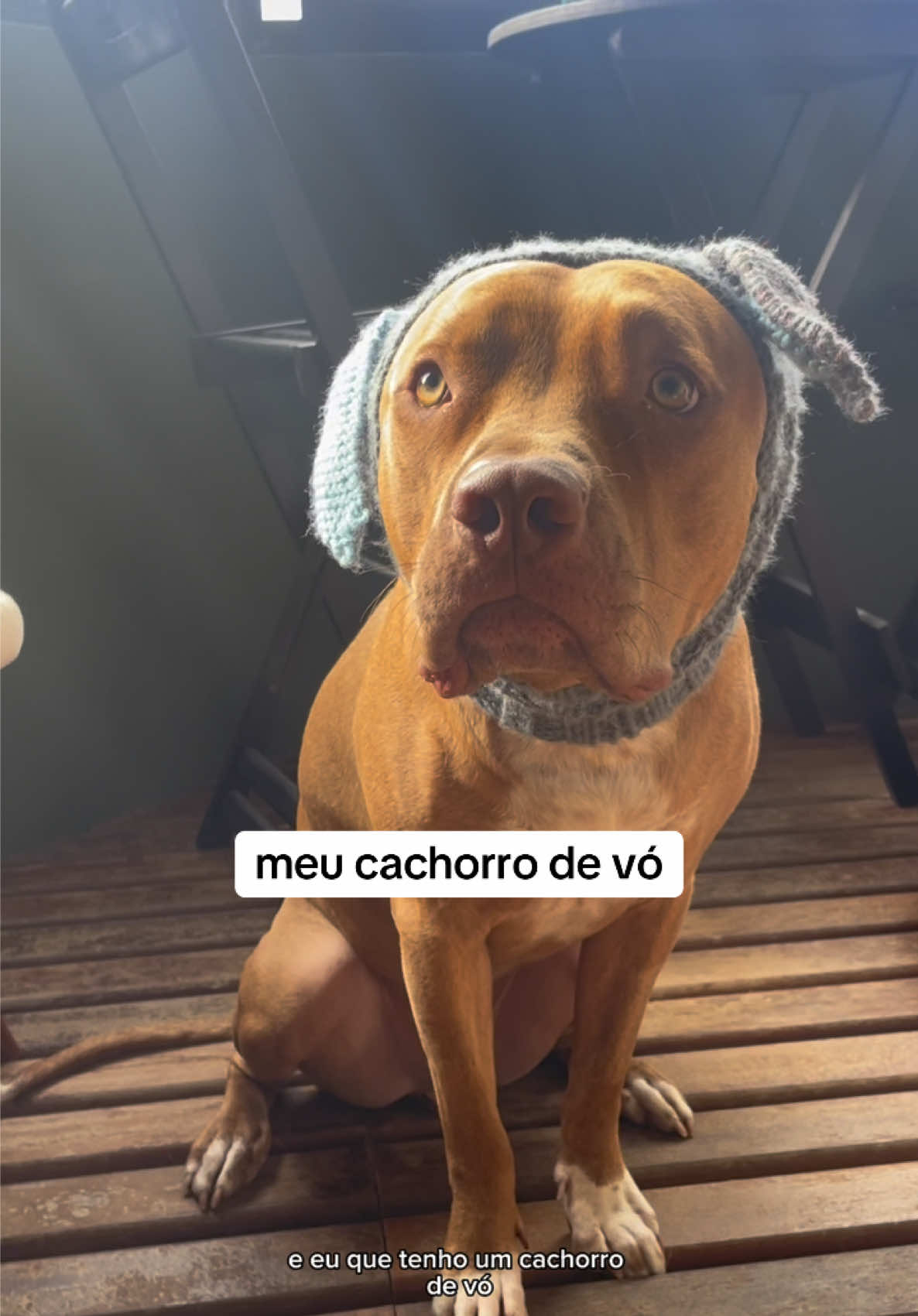 @2DOGSEMEIO