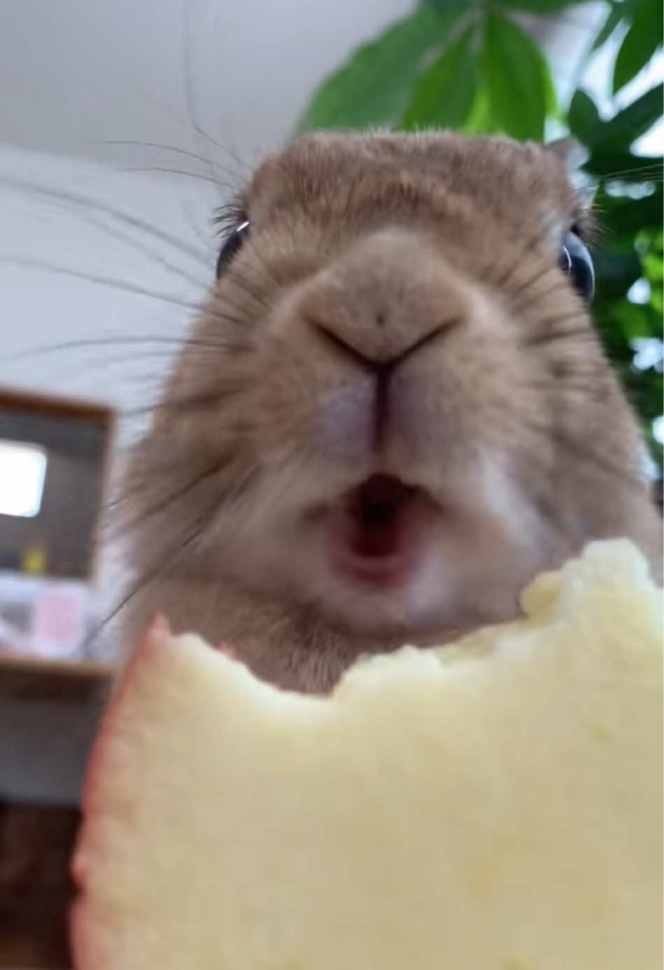 @rabbit man