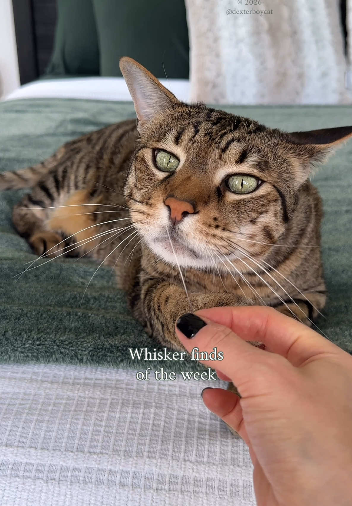 @dexterboycat 🐆&hearts;️