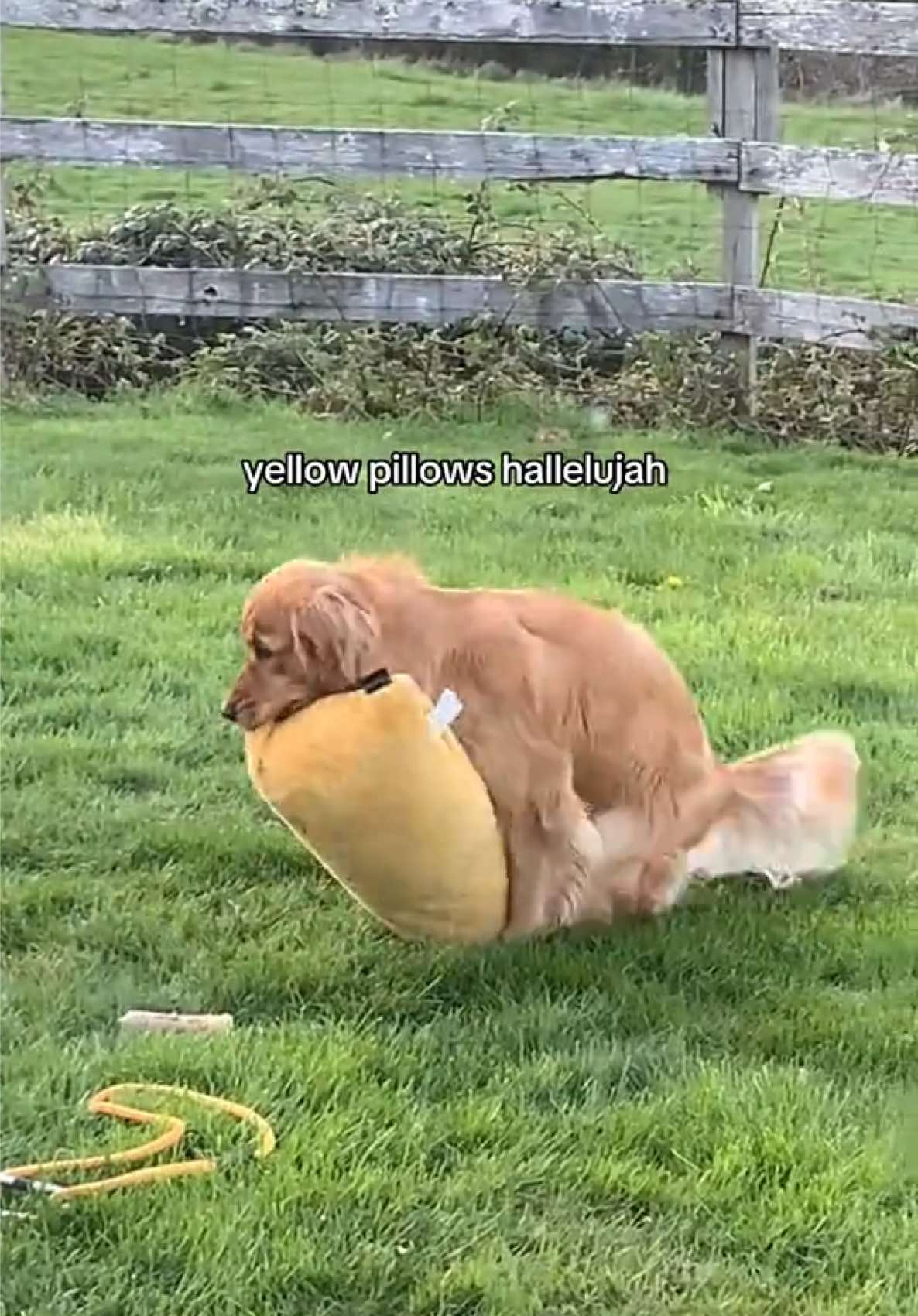 @Pacha and Bucket the Goldens