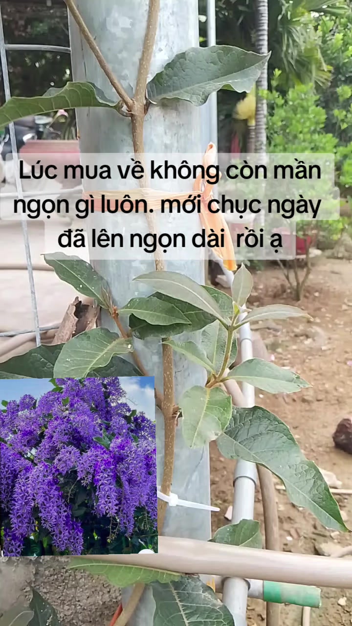 @Lúa Mì