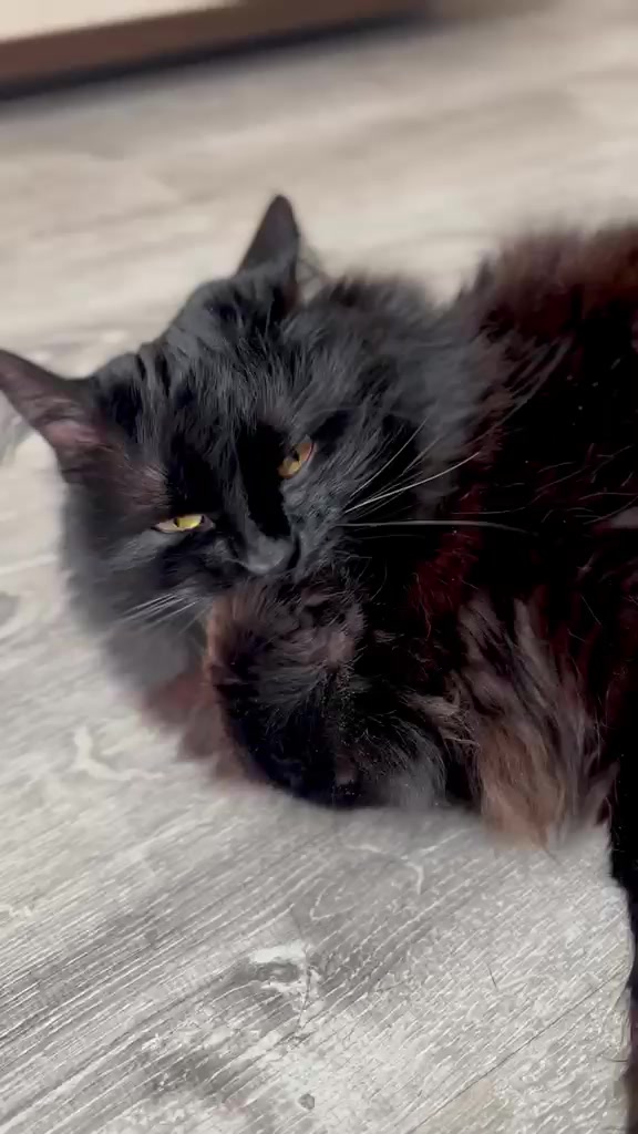 @Хвостатые бандиты🐈⬛🐈