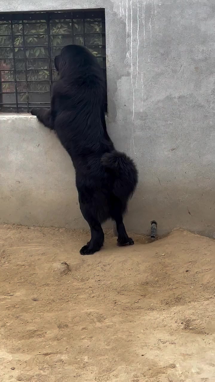 @Kashmiri_Bakrwal_Dog