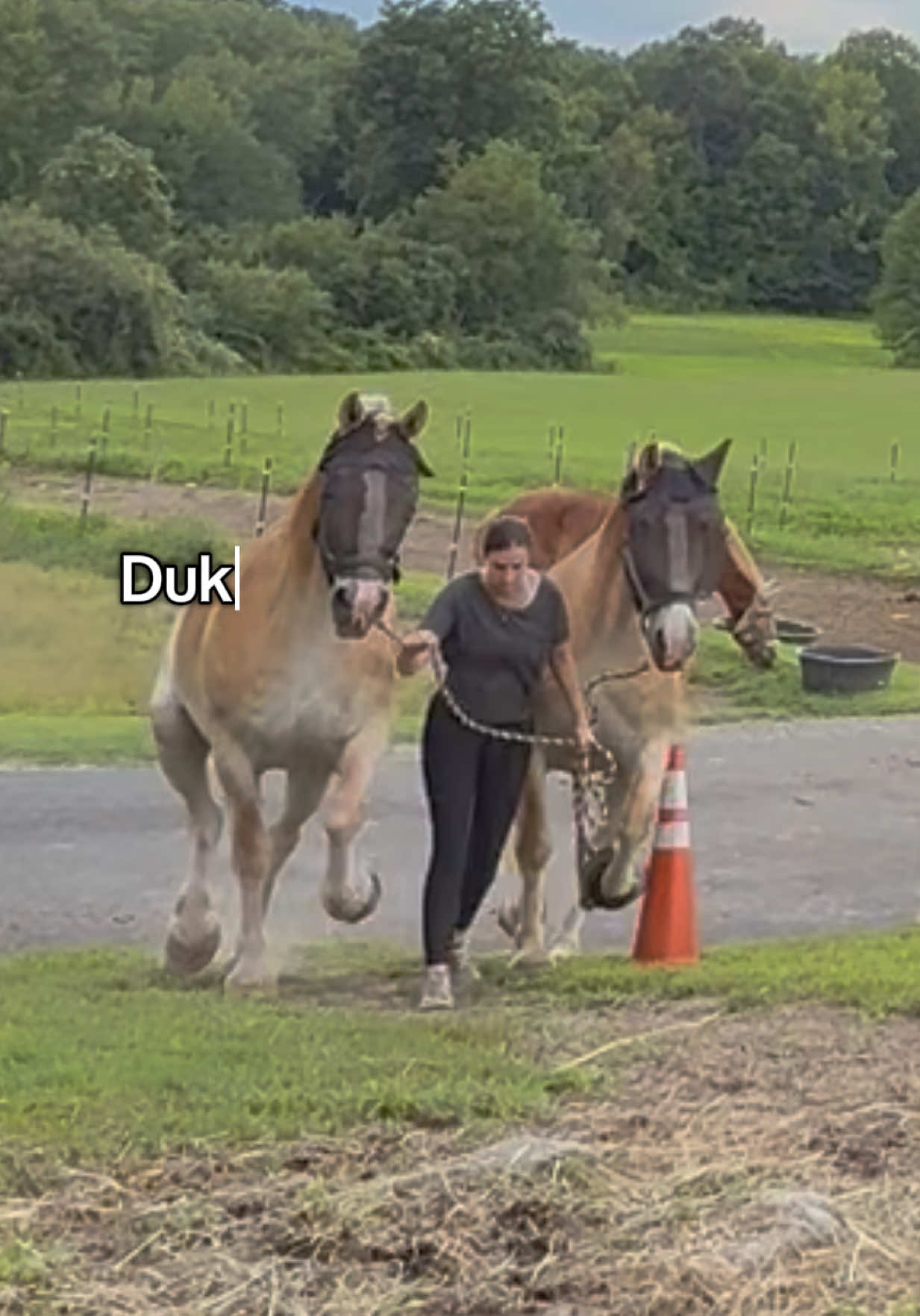 @HorsesFirst