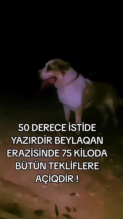 @Elşad__007