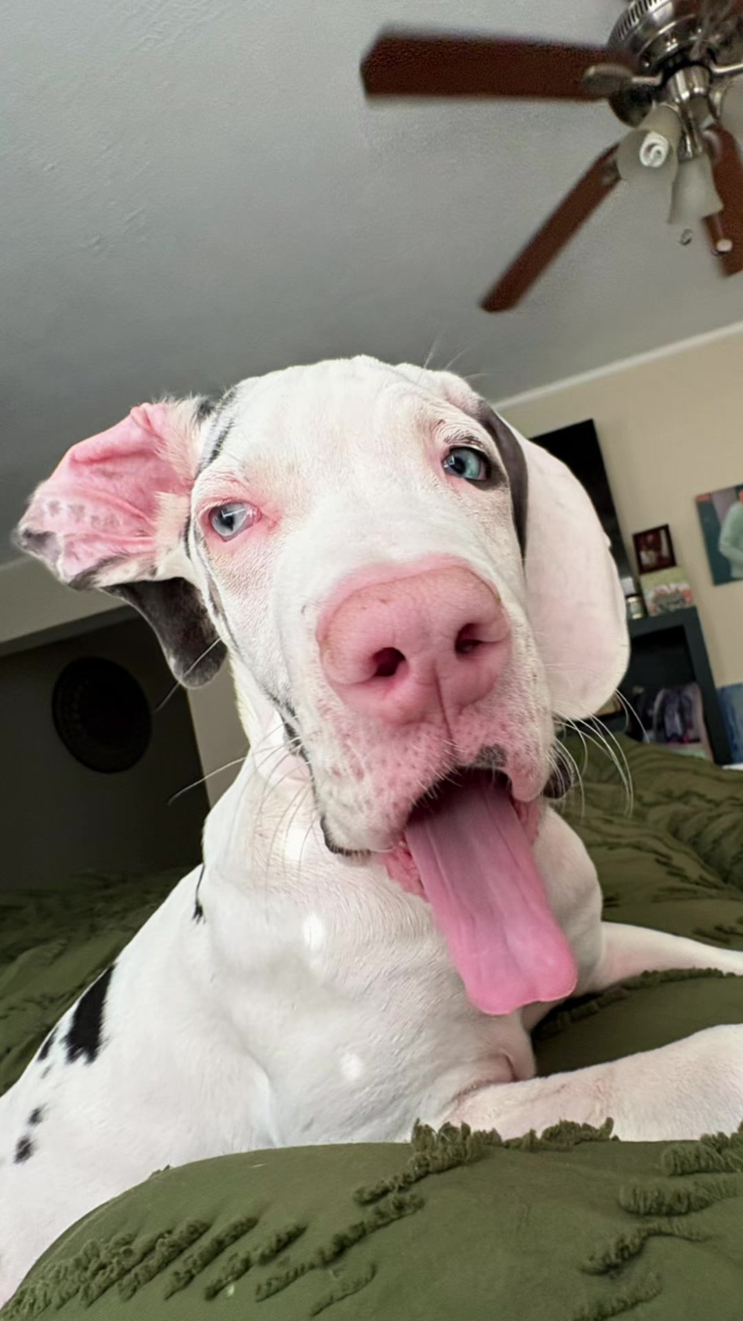 @stonethedane