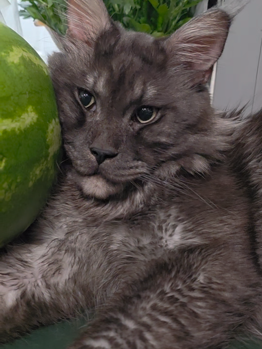 @Peaky Claws Cattery