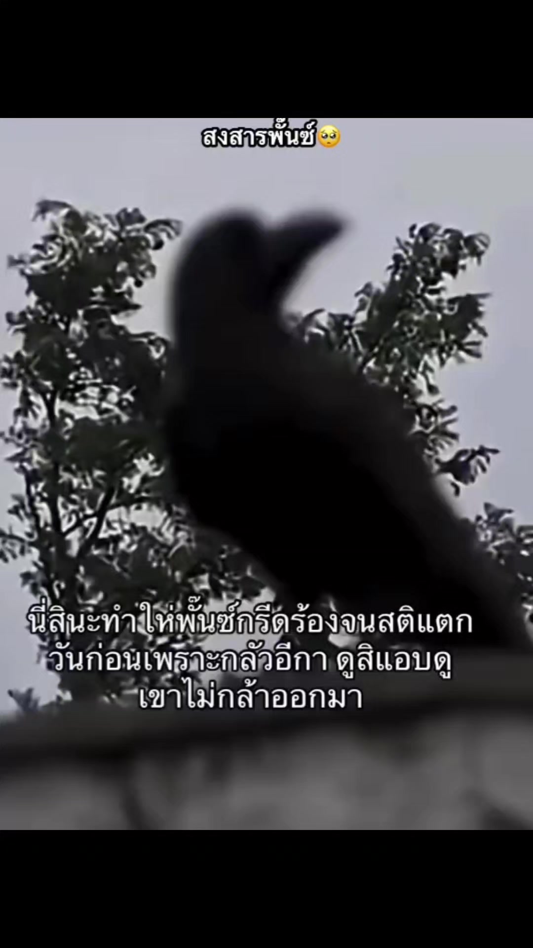 @Chaya 25