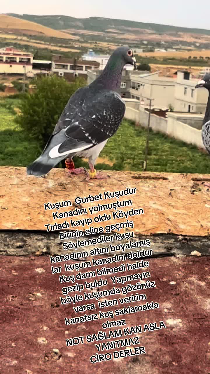 @⚜️Postacı kardeşler ⚜️