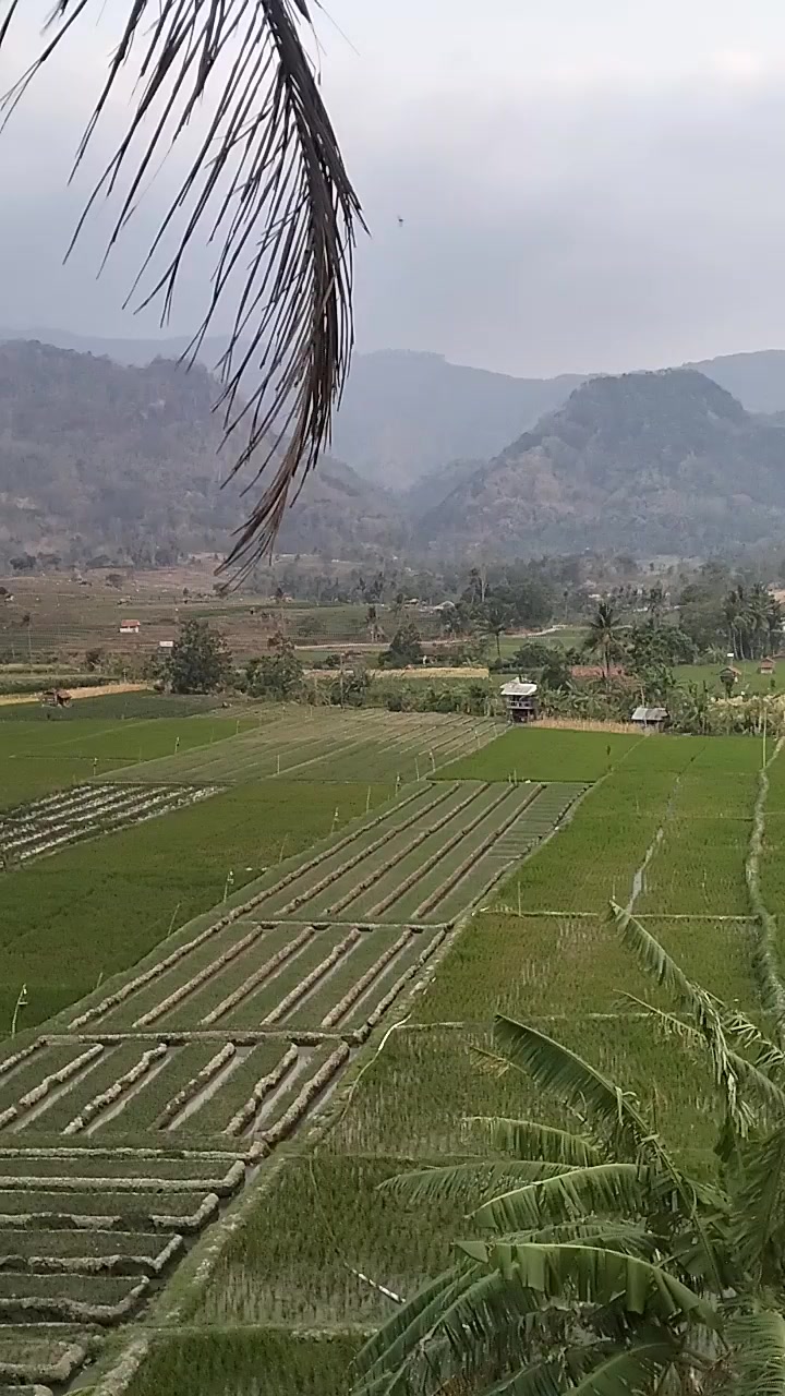 @Rosehaziq