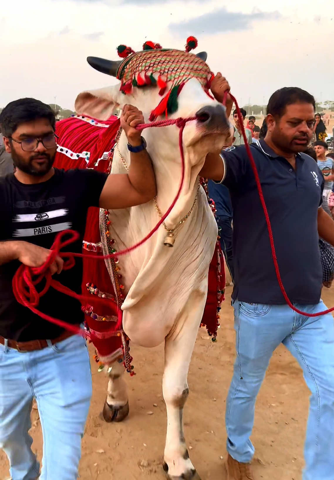 @Karachi Bull lovers