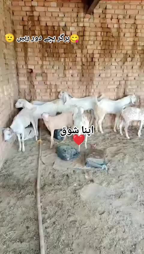 @💎شفیع الللہ نہالکہ 💎