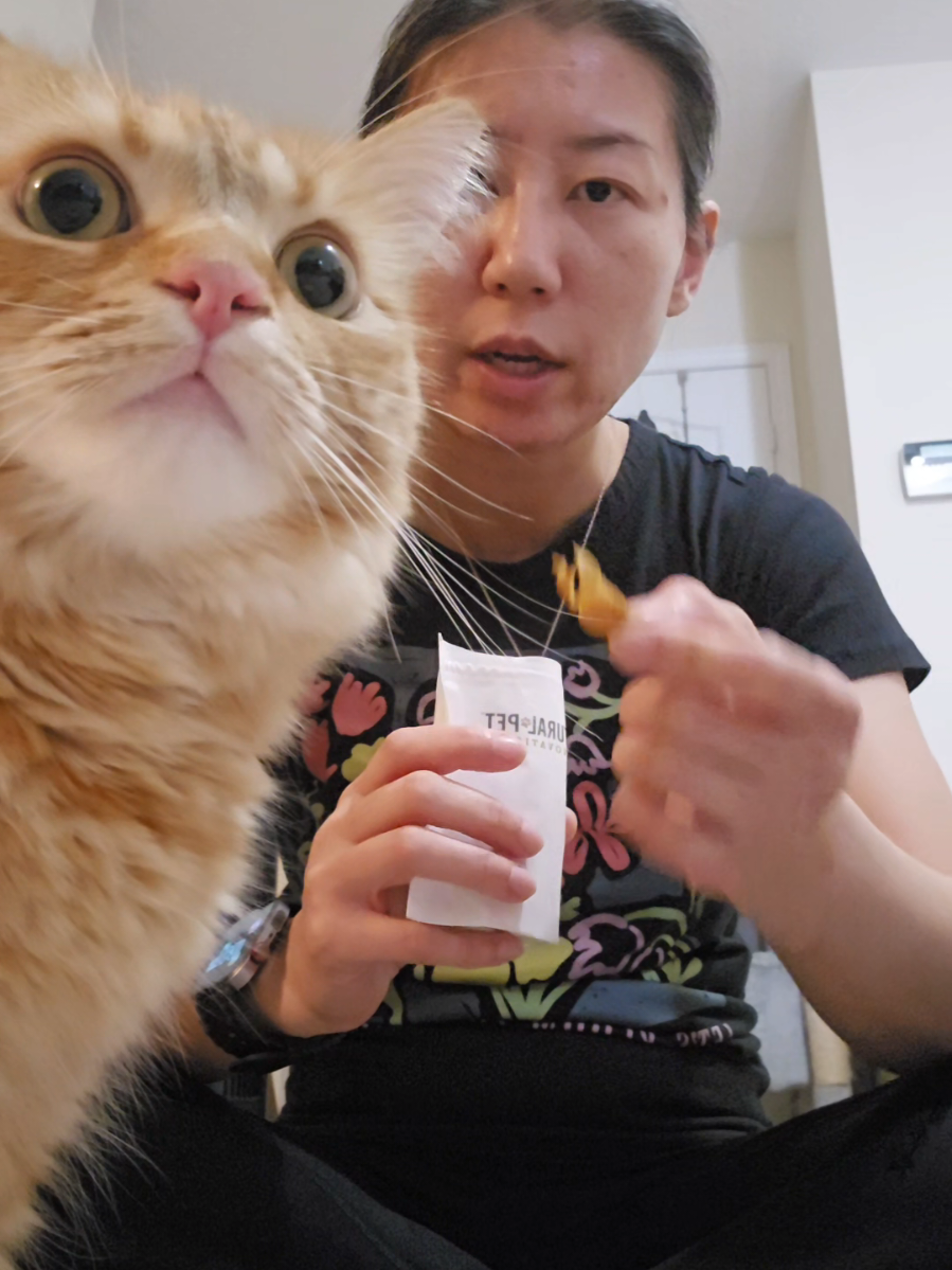 @Chuoru | Cats & Giggles