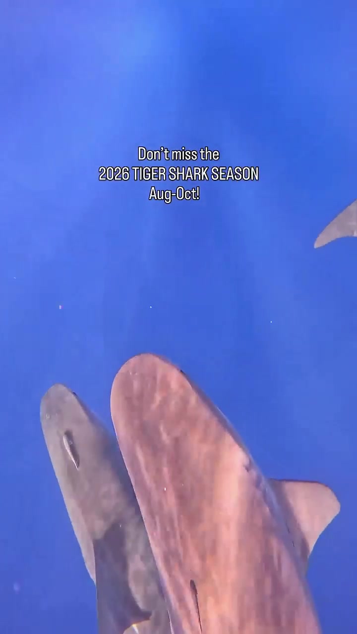 @sharkabcabc