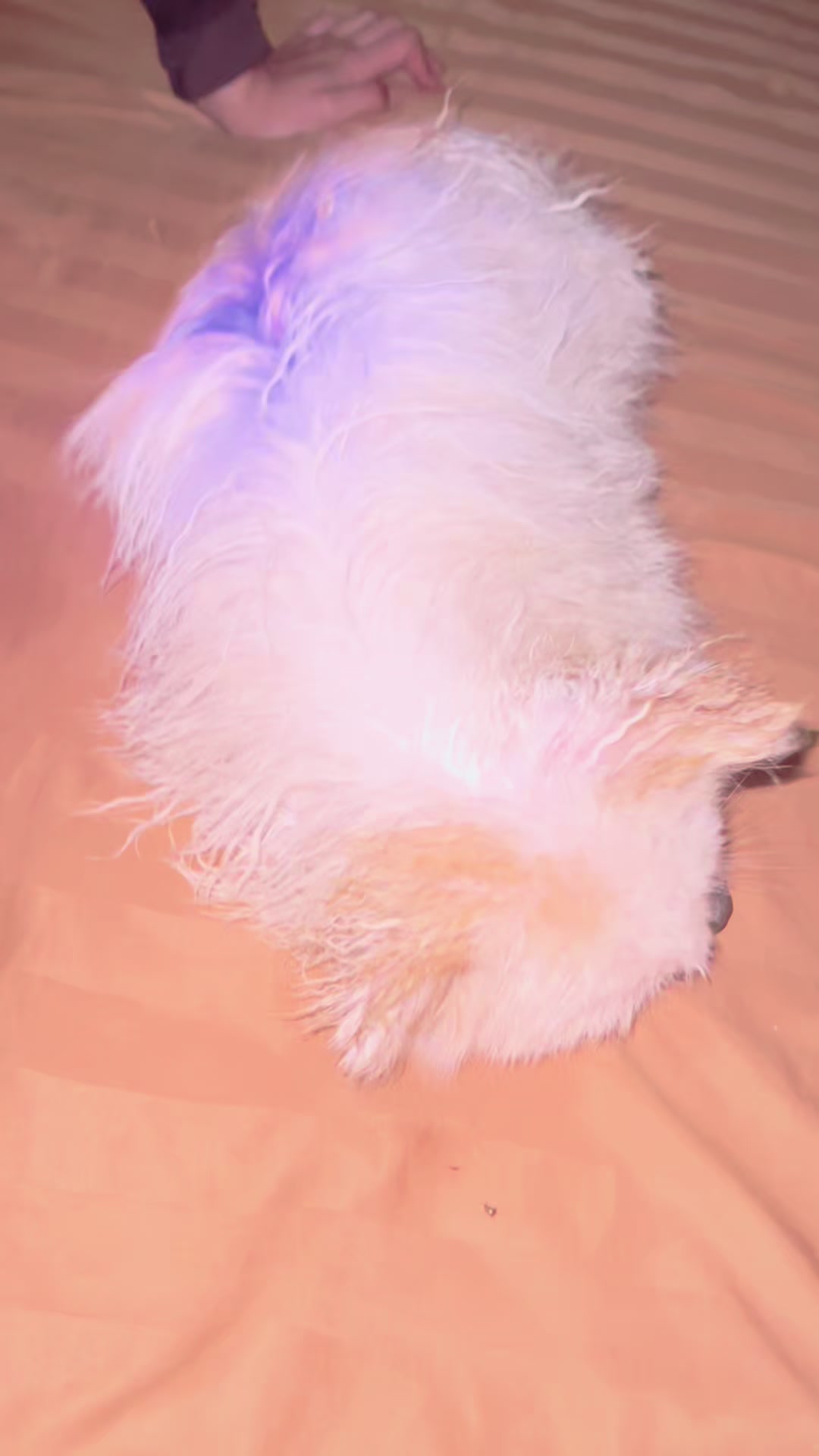 @(~•.•~)๐ง๐๐ฐ๐ญ๐จ๐ณ