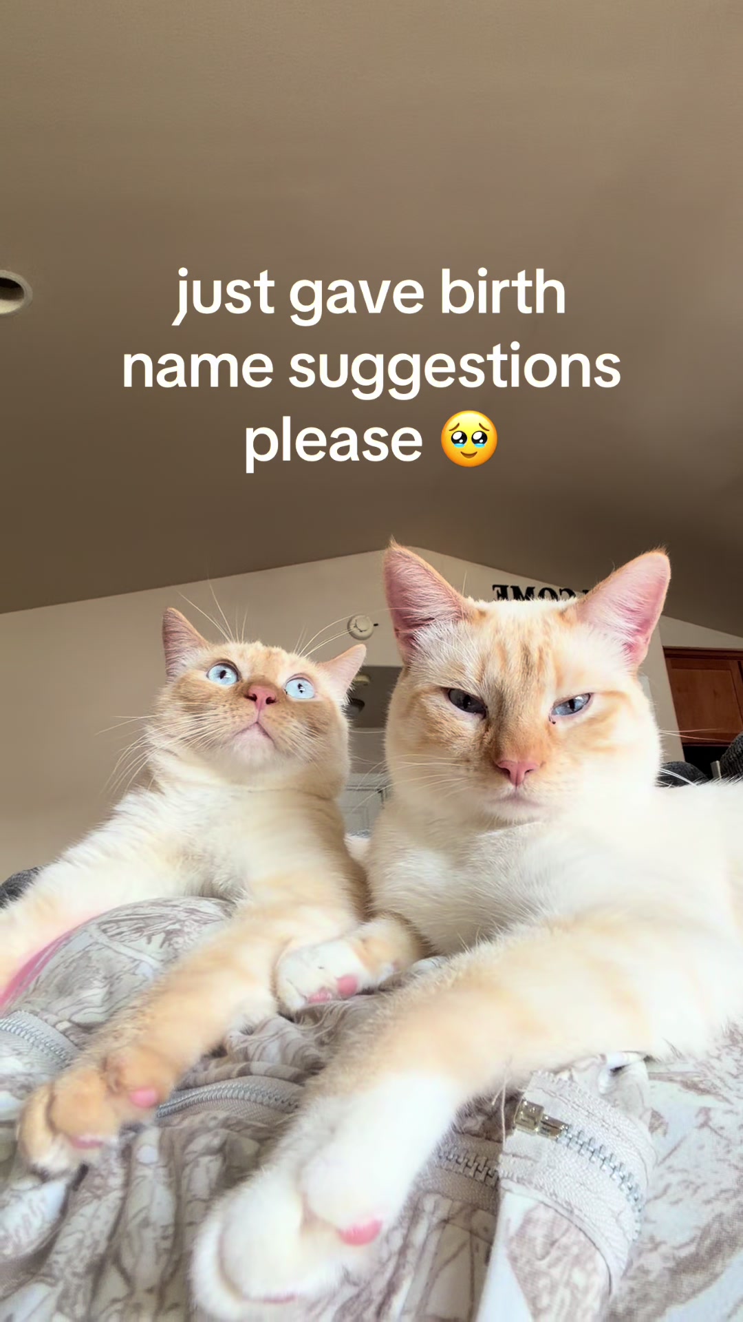 @LOLLEXI