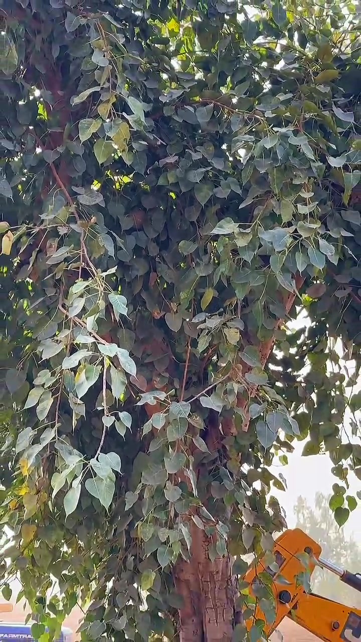 @Beet Purewal