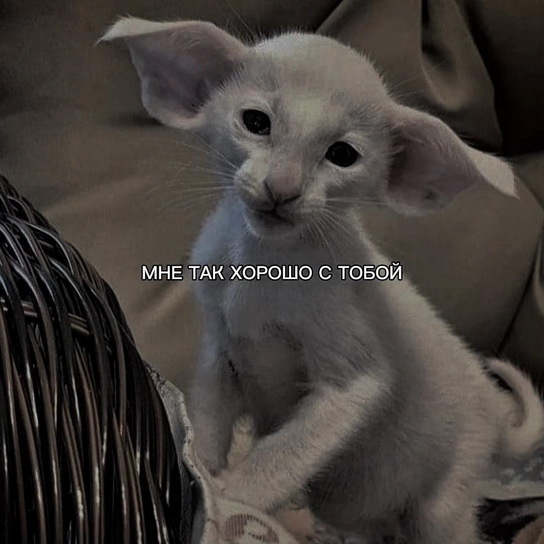 @ХХИКА