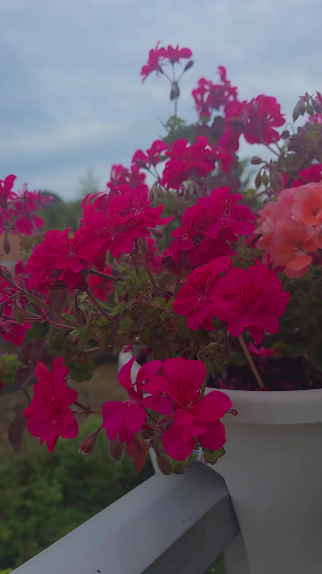 @Laiba Rani