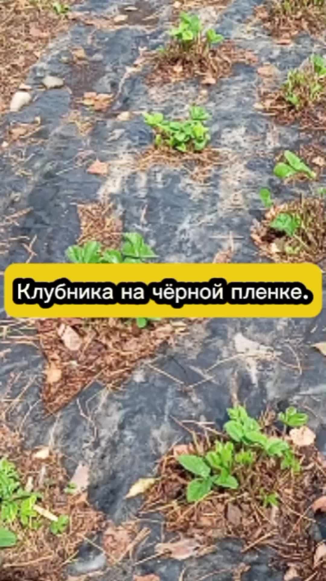 @Ogorodozigzag