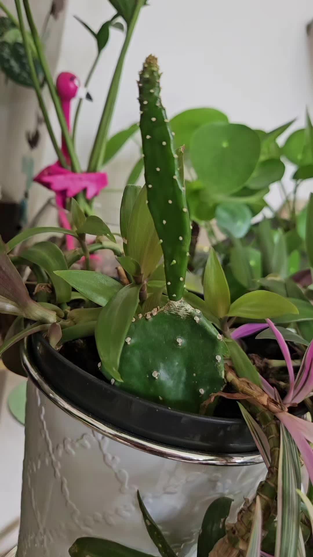 @Saskieplantgal 🇨🇦