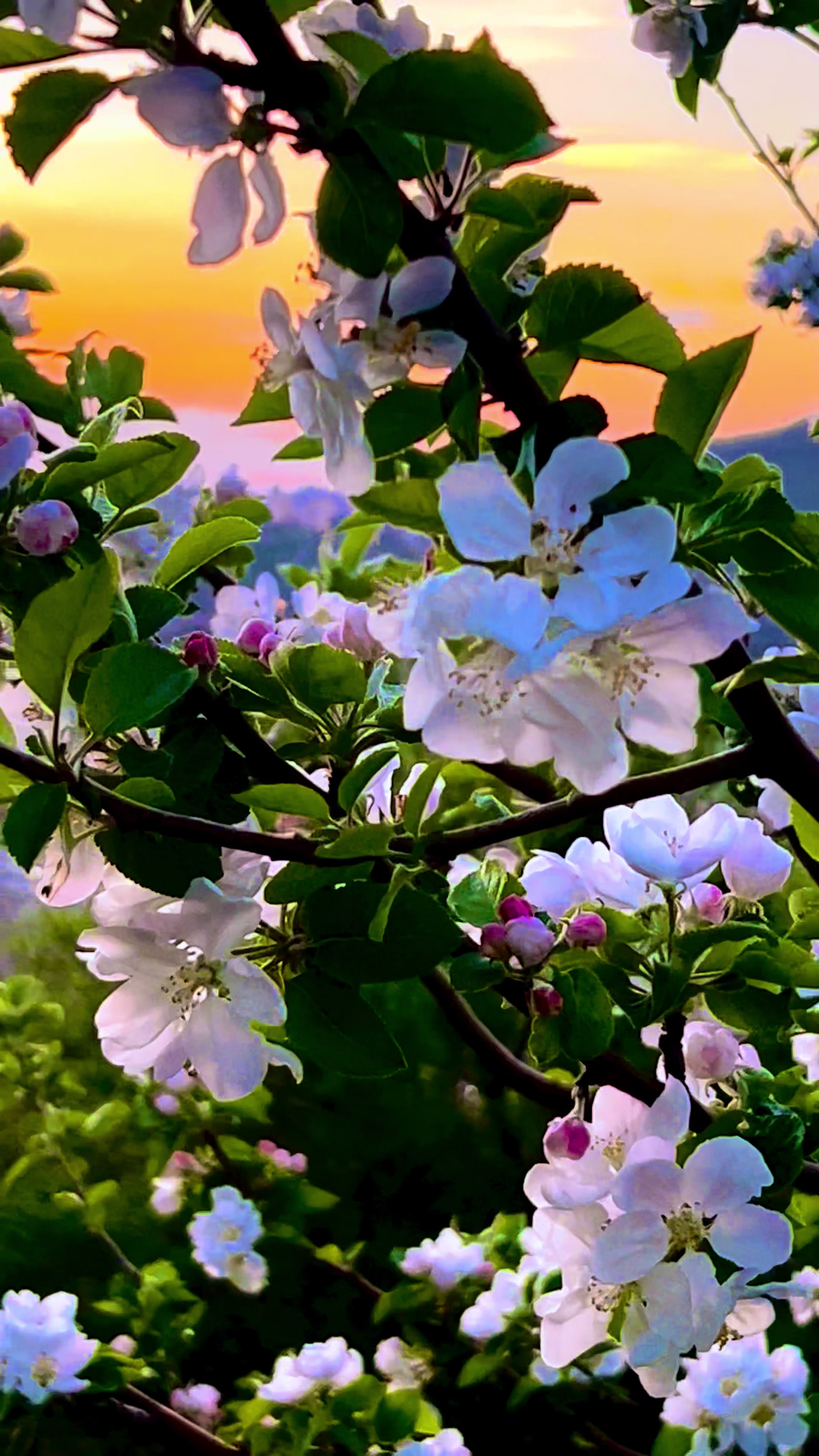 @dilekveli