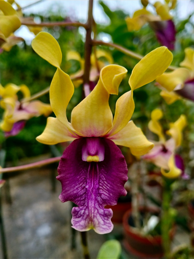 @Bani Orchid