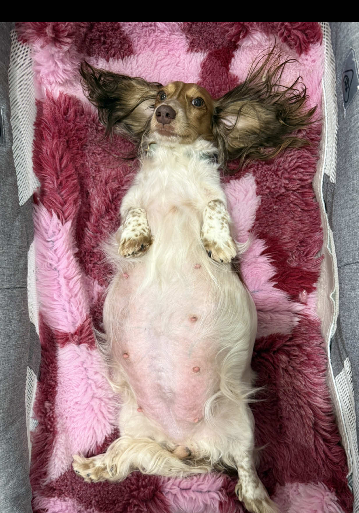 @Dachshund Dynasty