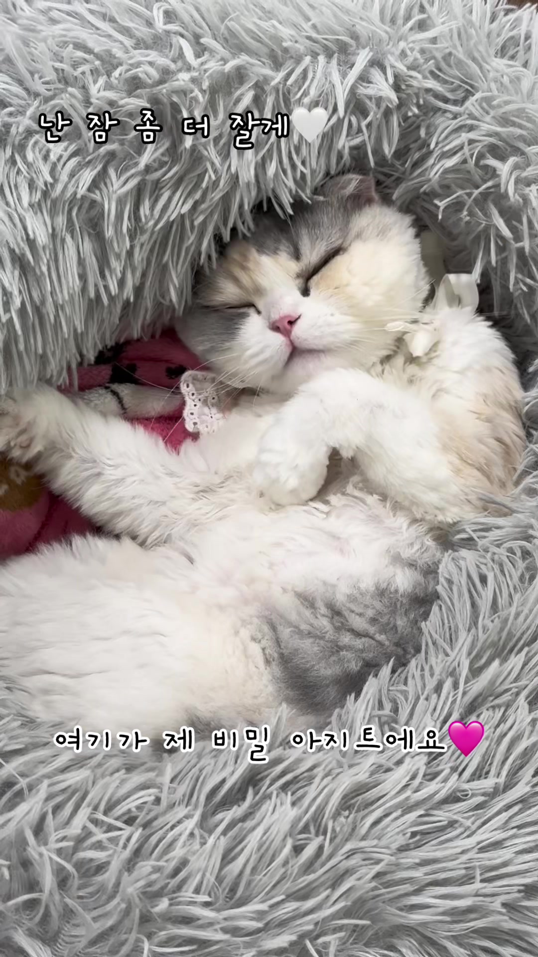 @미용실 고양이 뽀
