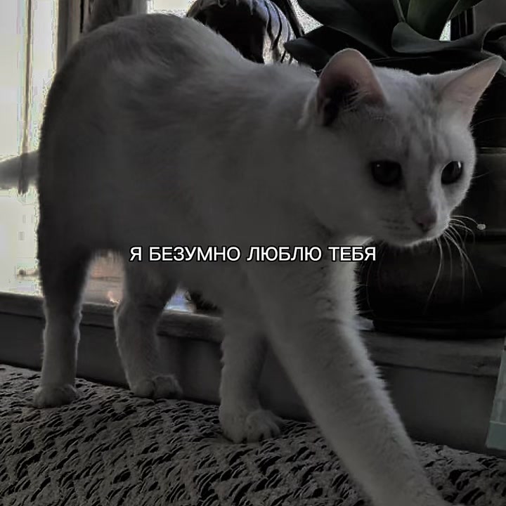 @ХХИКА